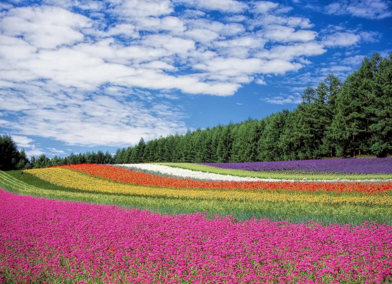 Life Began in a Garden