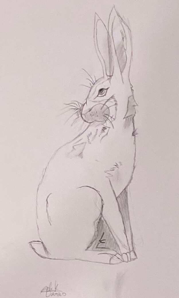 Mr. Bunny